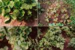 Rostliny jahodníku napadené fytoplazmou zelenokvětosti jahodníku  Rostliny jahodníku napadené fytoplazmou zelenokvětosti jahodníku (strawberry green petal, SGPMLO; dříve považováno za virové onemocnění)