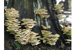 Laetiporus sulphureus Laetiporus sulphureus (Sírovec žlutooranžový) na odumřelém dubu ve Staré oboře u Hluboké nad Vltavou, který obsahoval dosud nepopsaný Victorivirus