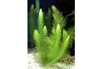 Hornwort Hornwort (Ceratophyllum demersum) used in arsenic toxicity study.