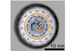 Photosystem G. phototropica Unique photosystem G. phototropica composed of two rings of light-harvesting molecules