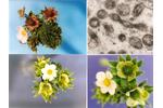 Fytoplazma zelenokvětosti jahodníku Detail příznaků fytoplazmy zelenokvětosti jahodníku včetně snímku částic z TEM