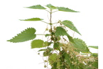 European dodder European dodder parasiting on nettle