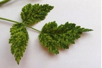 Symptoms on raspberry plants Mosaics on raspberry leaves (photo: J. Fránová)